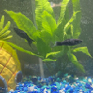 Meet your Posher, Sherlyn